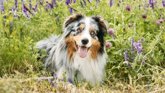 Funny Red And White Australian Shepherd Dog Resting In Green Grass With Purple Blooming Flowers. Aussie Is A Medium-sized Breed Of Dog That Was Developed On Ranches In The Western United States, During The 19th Century. Aussie Dog