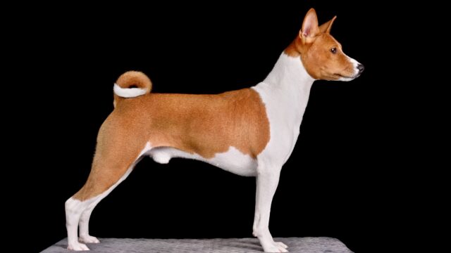 Funny White with Red Basenji Dog