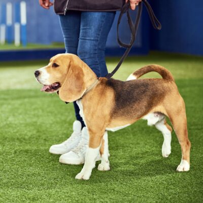 Female trainer teaching an obedient cute beagle the Heel command