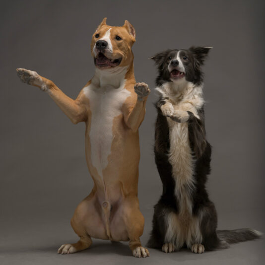 AE991B13-CC05-4468-A226-0D2721CBE686