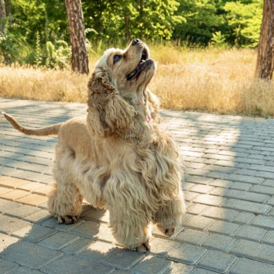 American spaniel, concept of pet and best friend - dog