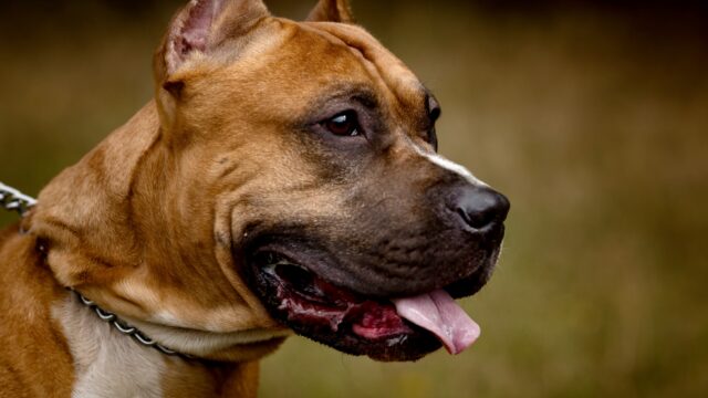 Autumn background with red Pit Bull Terrier