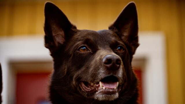 Portrait of an Australian Kelpie dog