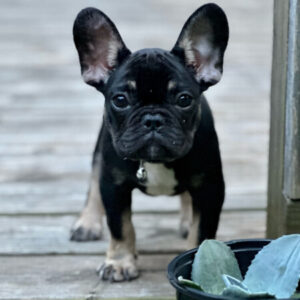 Profile photo of firstladydogkennels