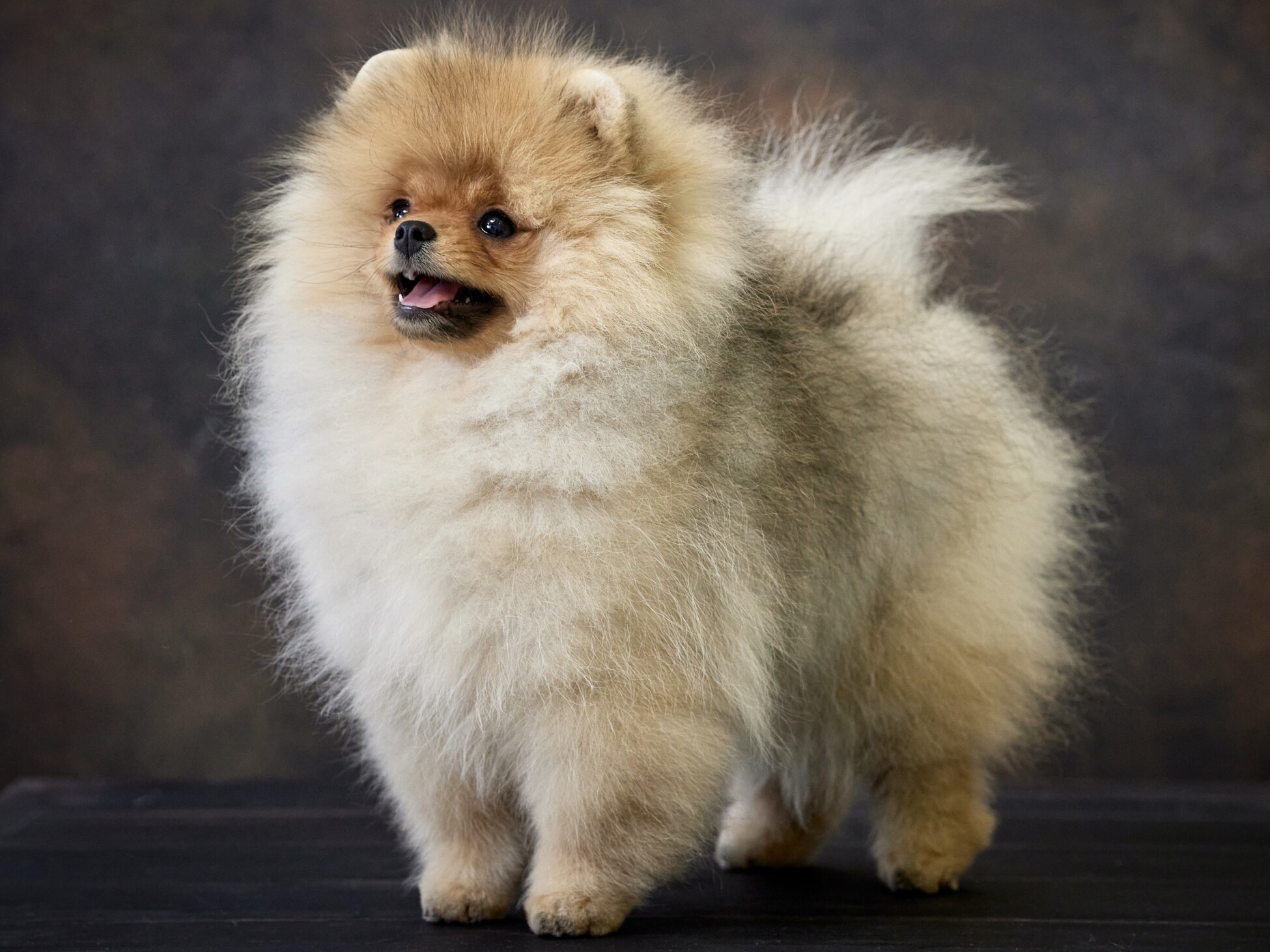 Pomeranian