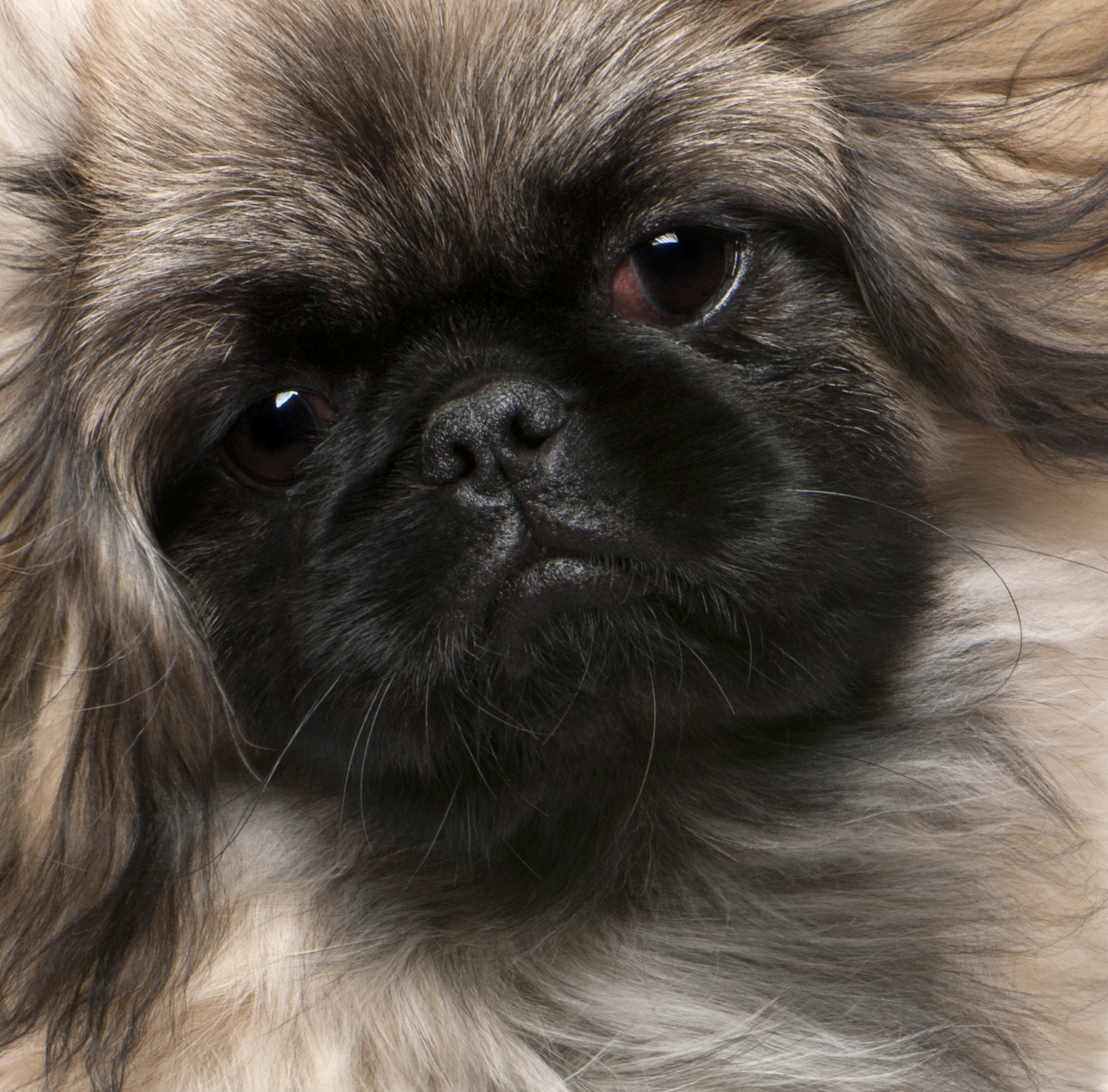 Pekingese