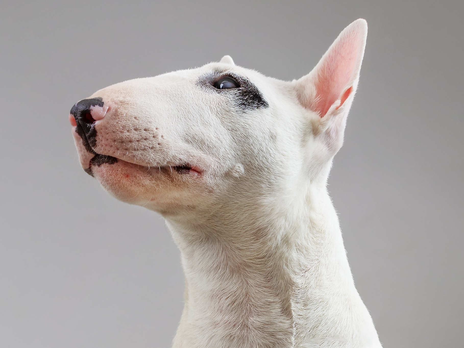 Bull Terrier