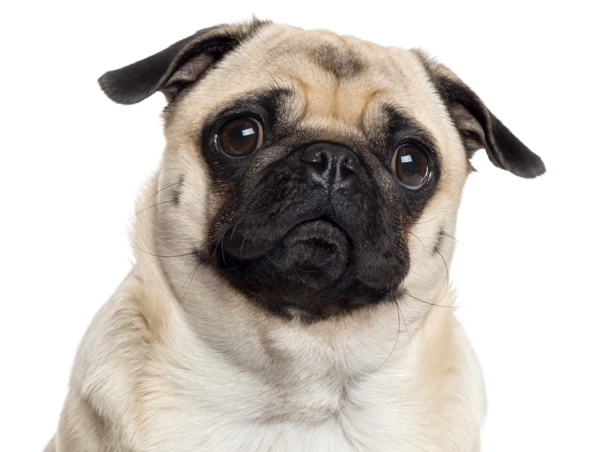 Pug