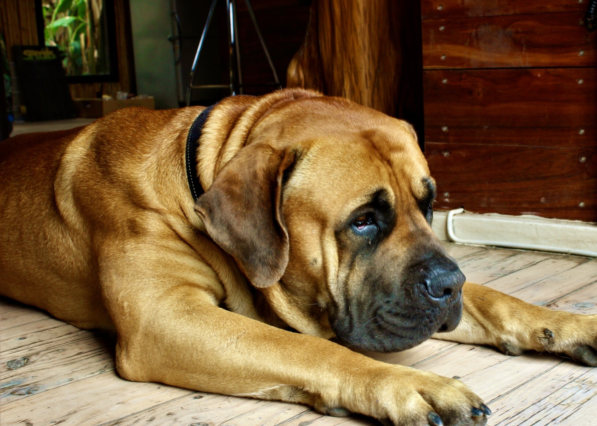 Boerboel