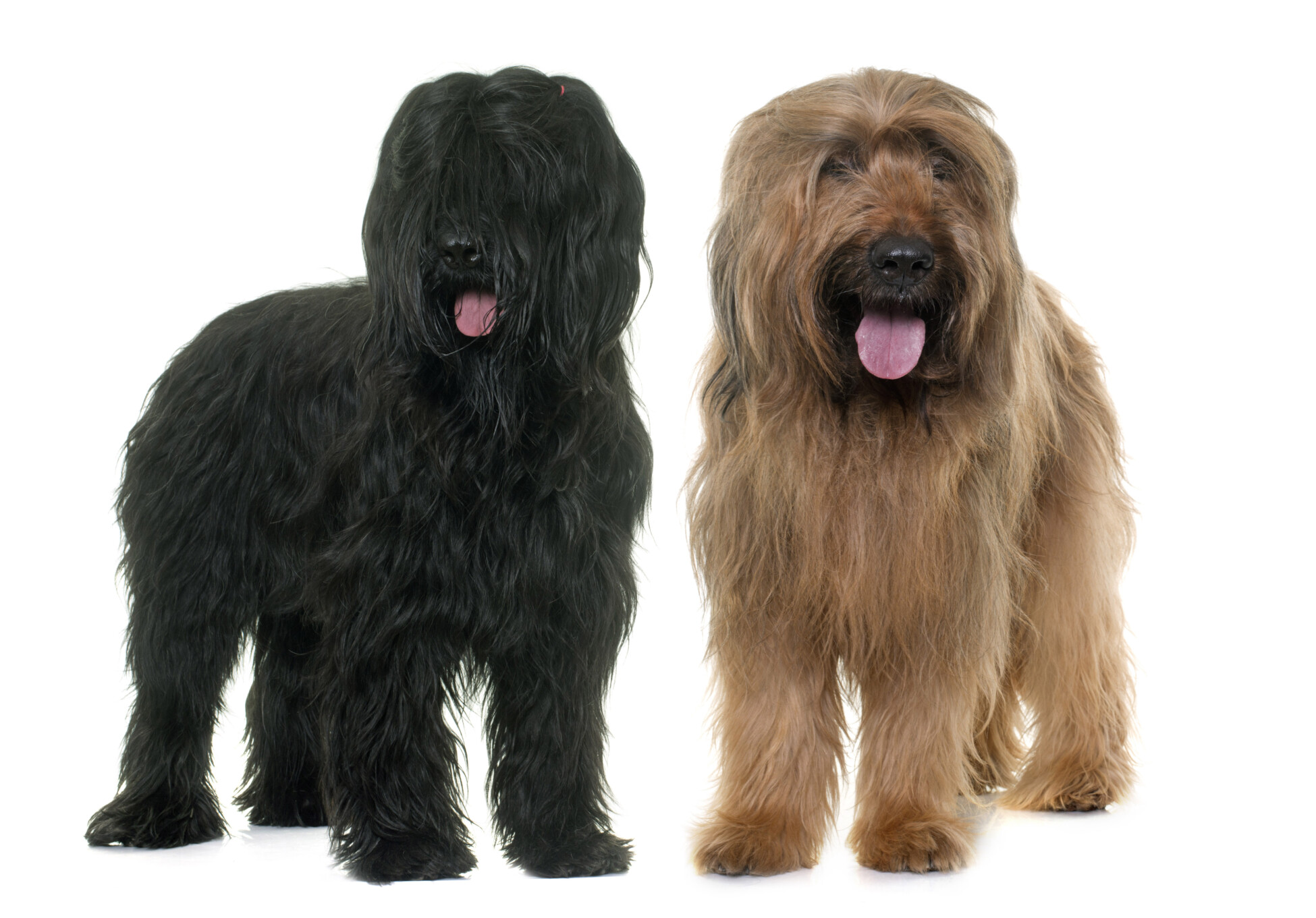 Briard