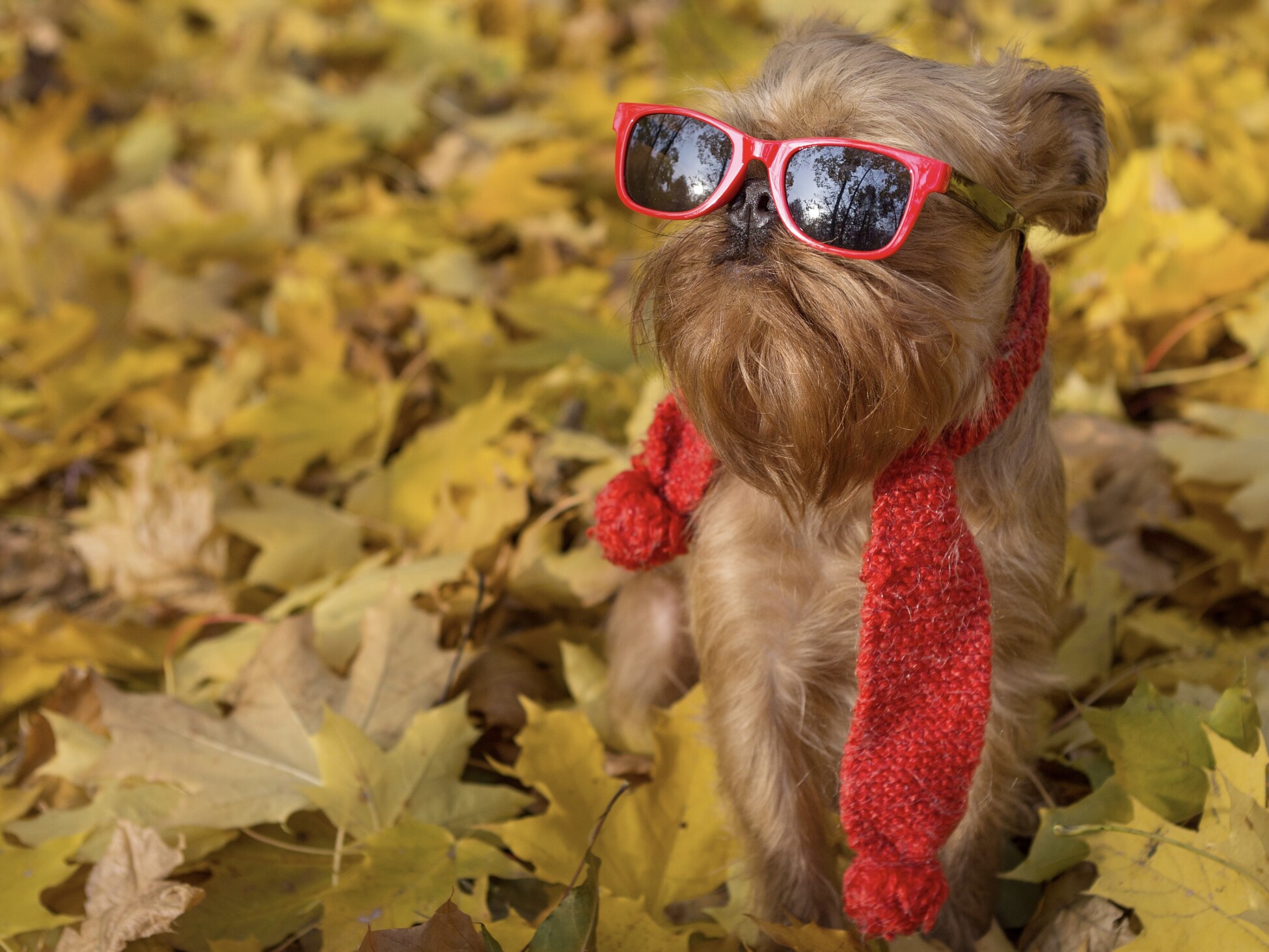 Brussels Griffon