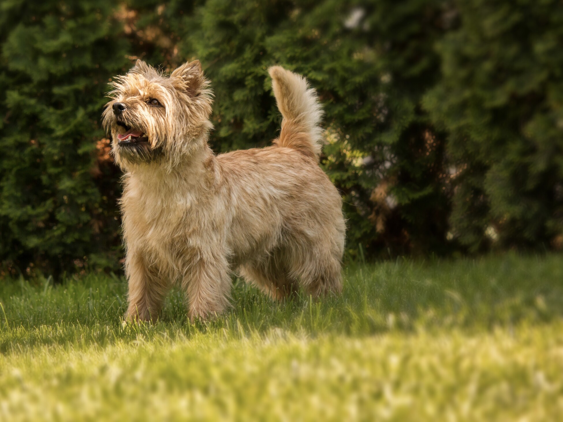 Cairn Terrier