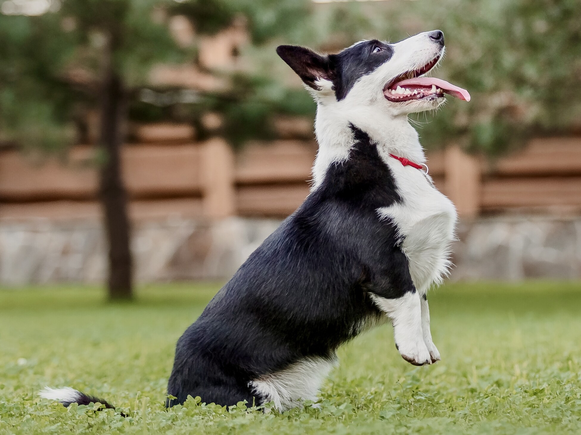 Cardigan Welsh Corgi