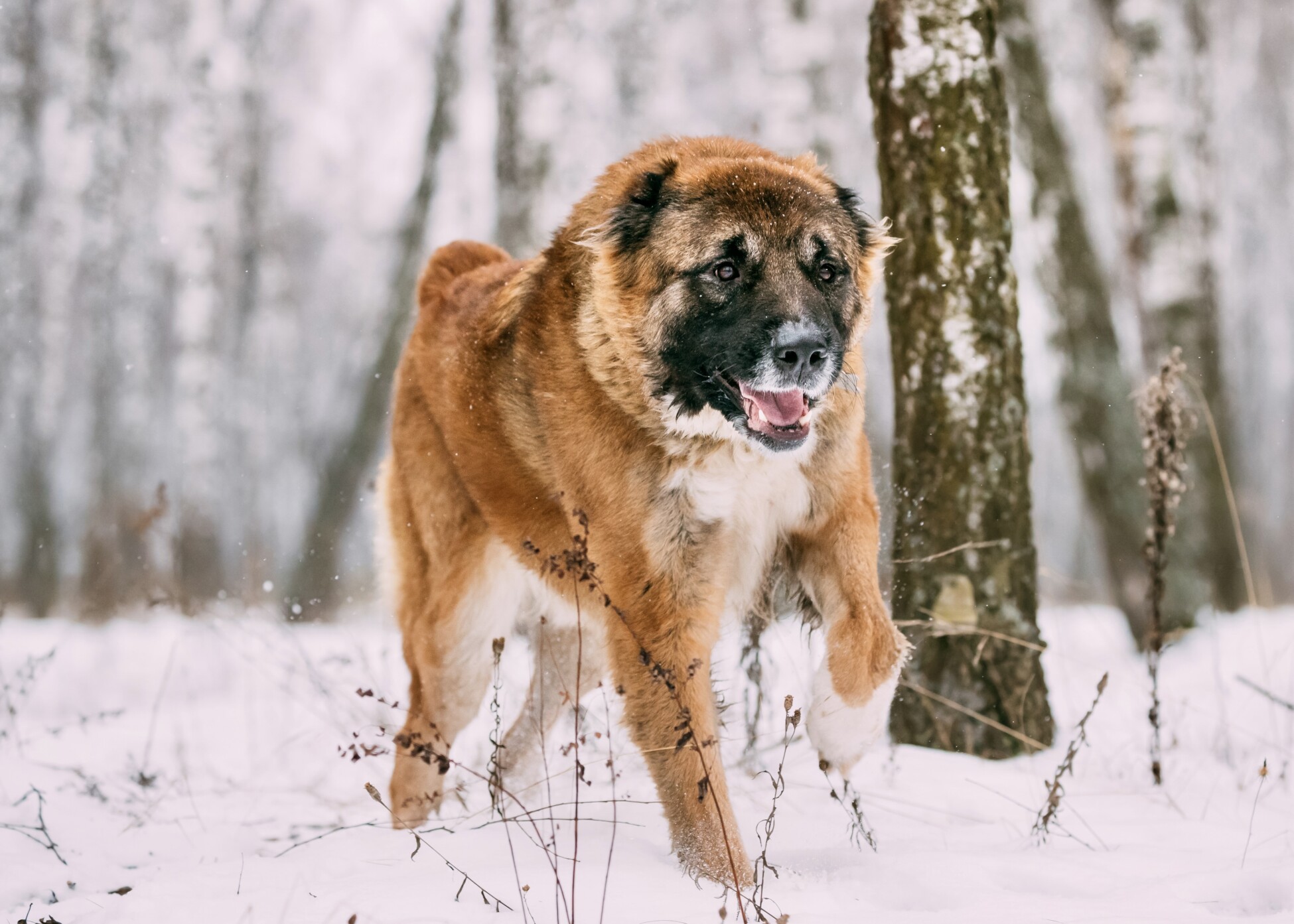 Caucasian Shepherd