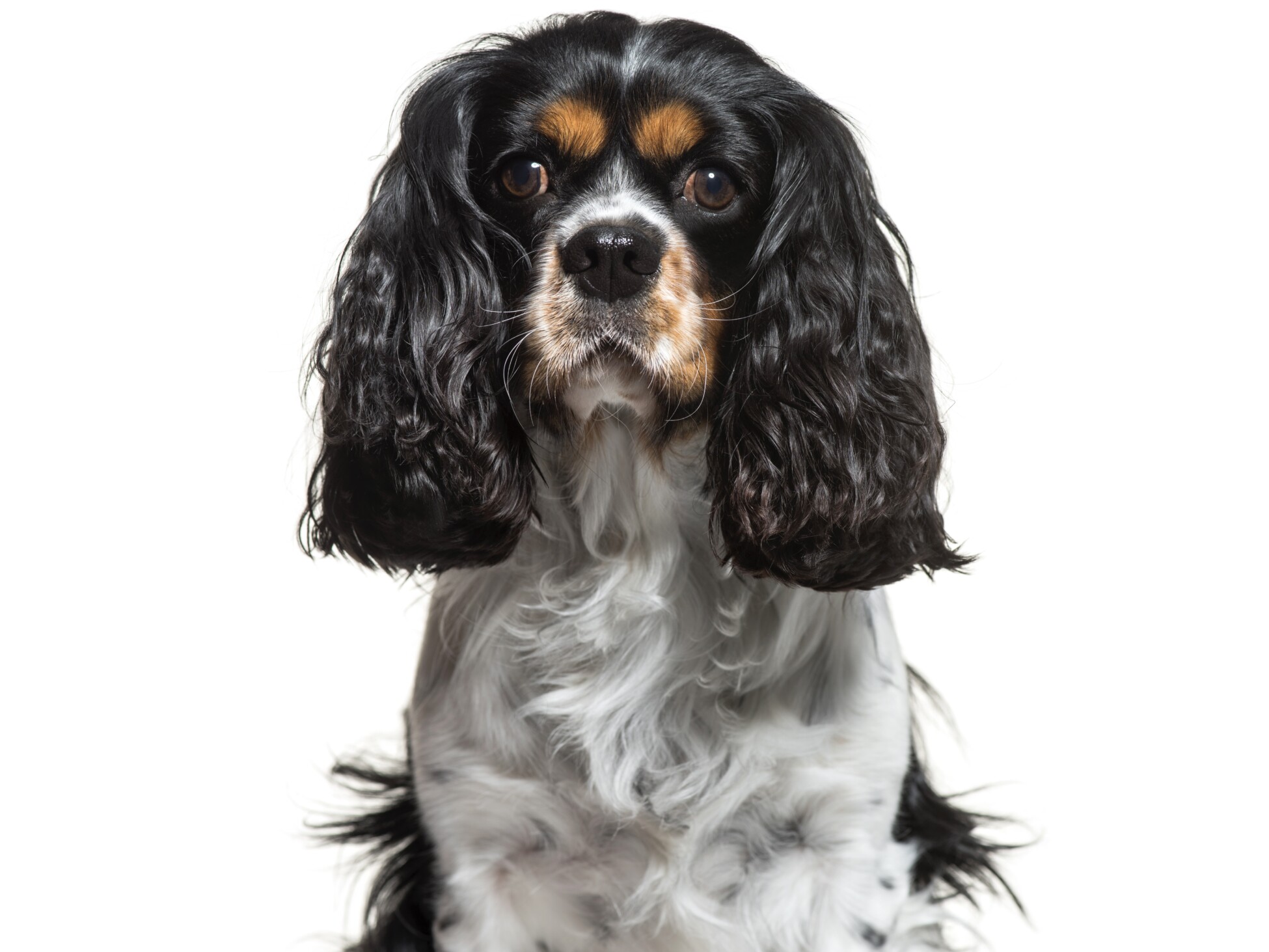 Cavalier King Charles Spaniel