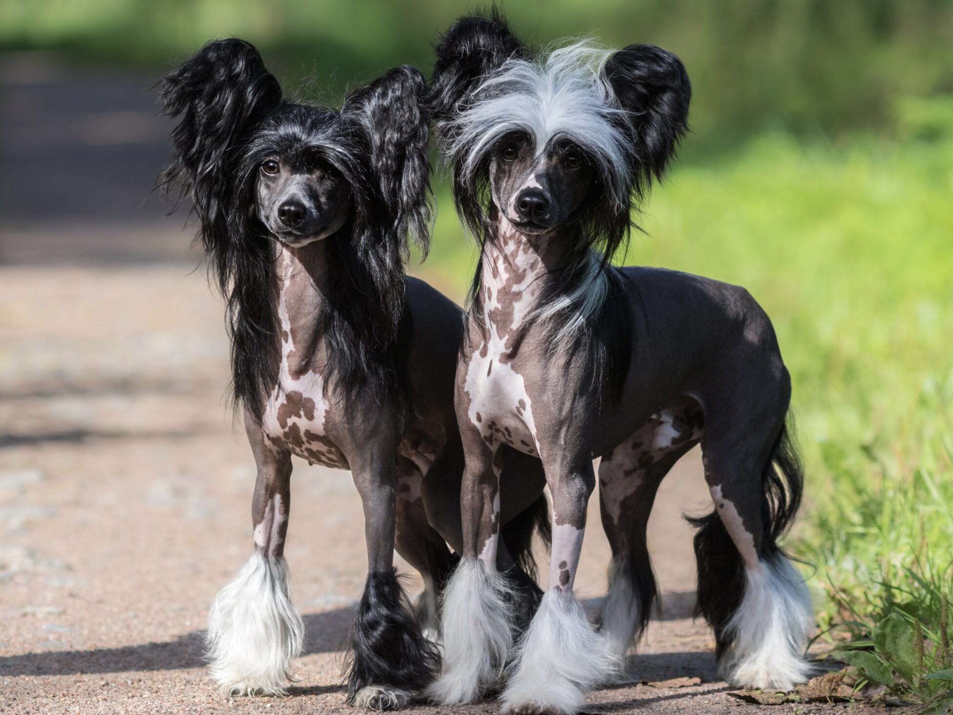 Chinese Crested