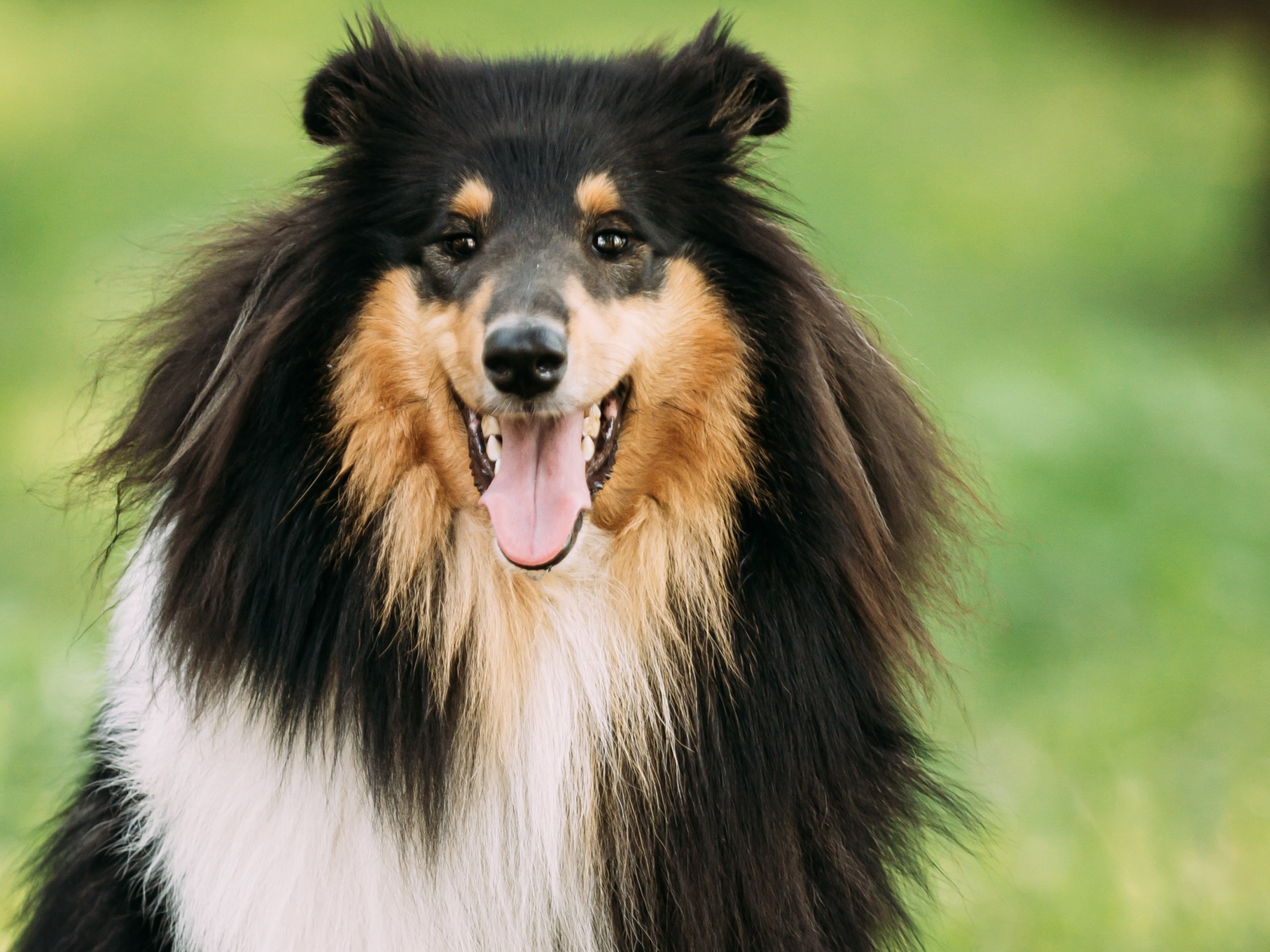 Collie