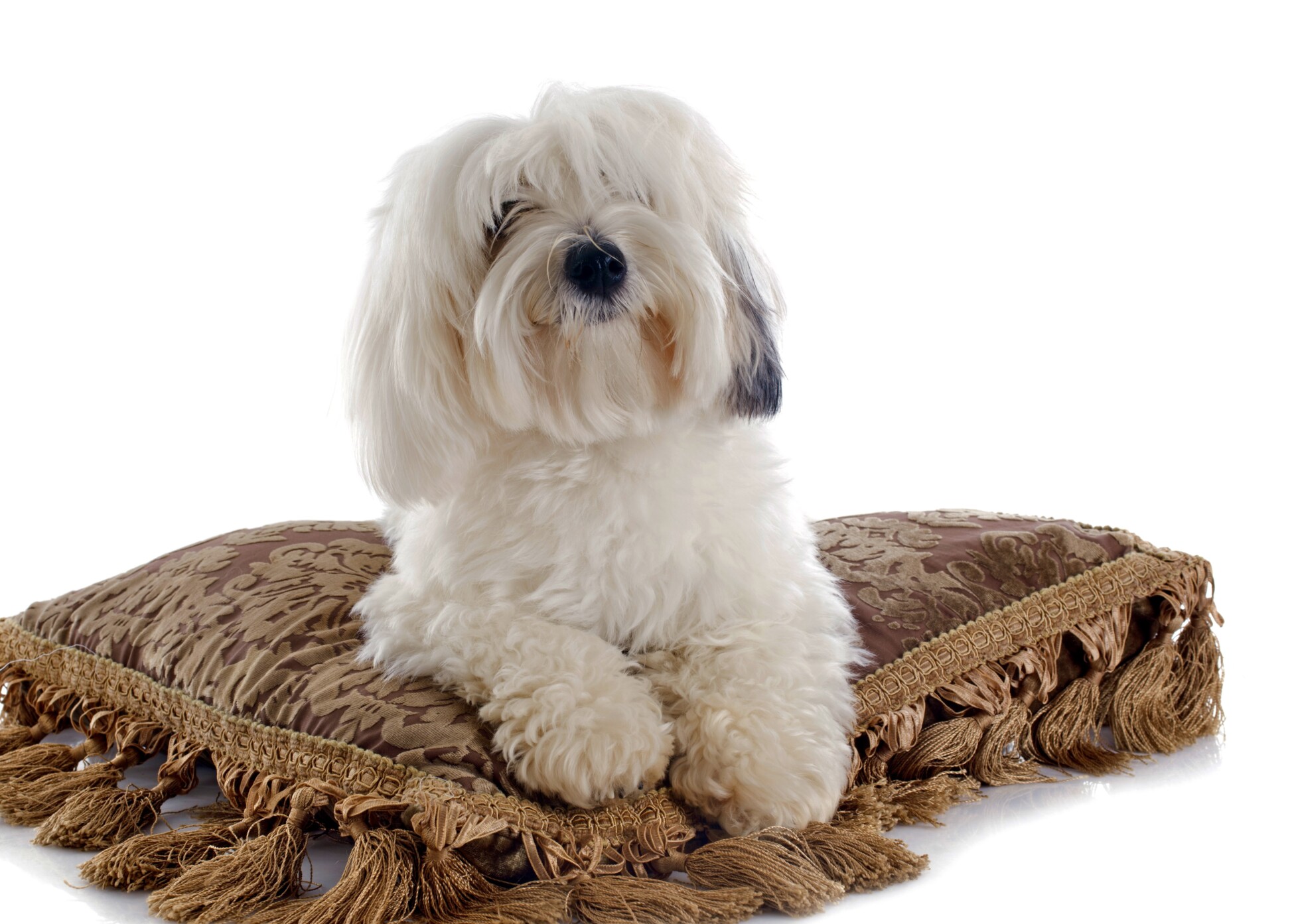 Coton de Tulear