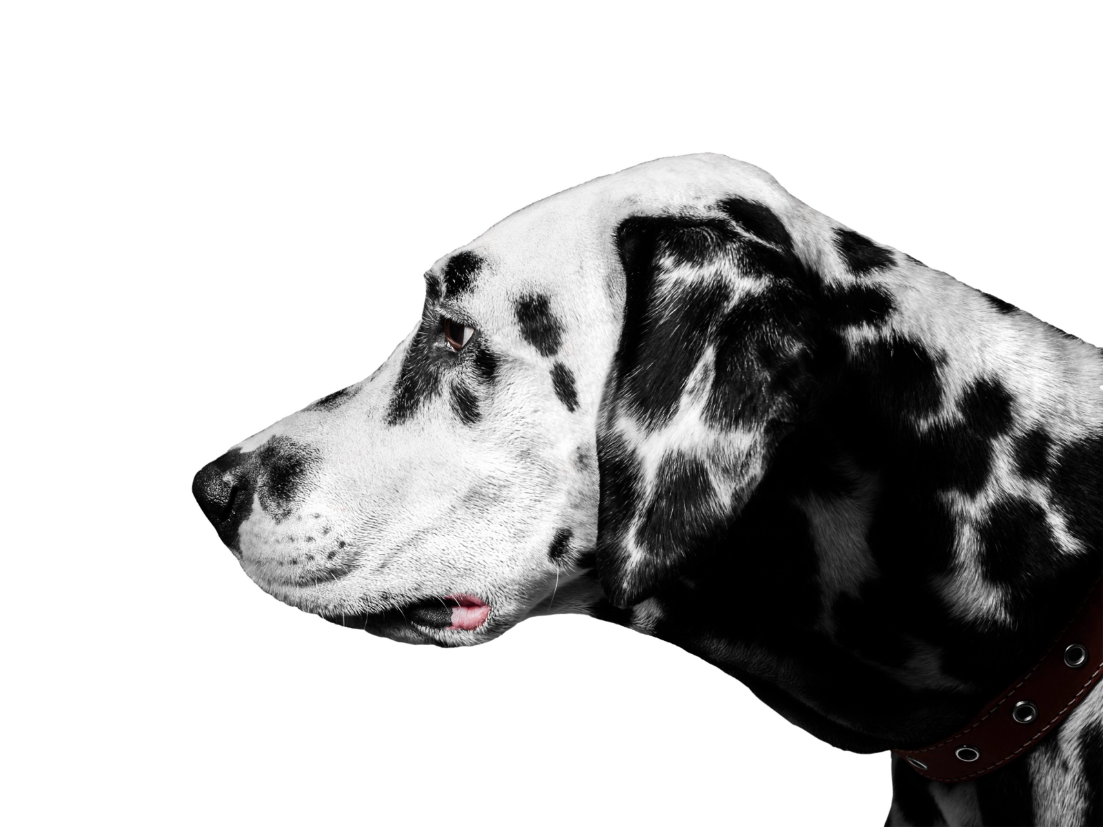 Dalmatian