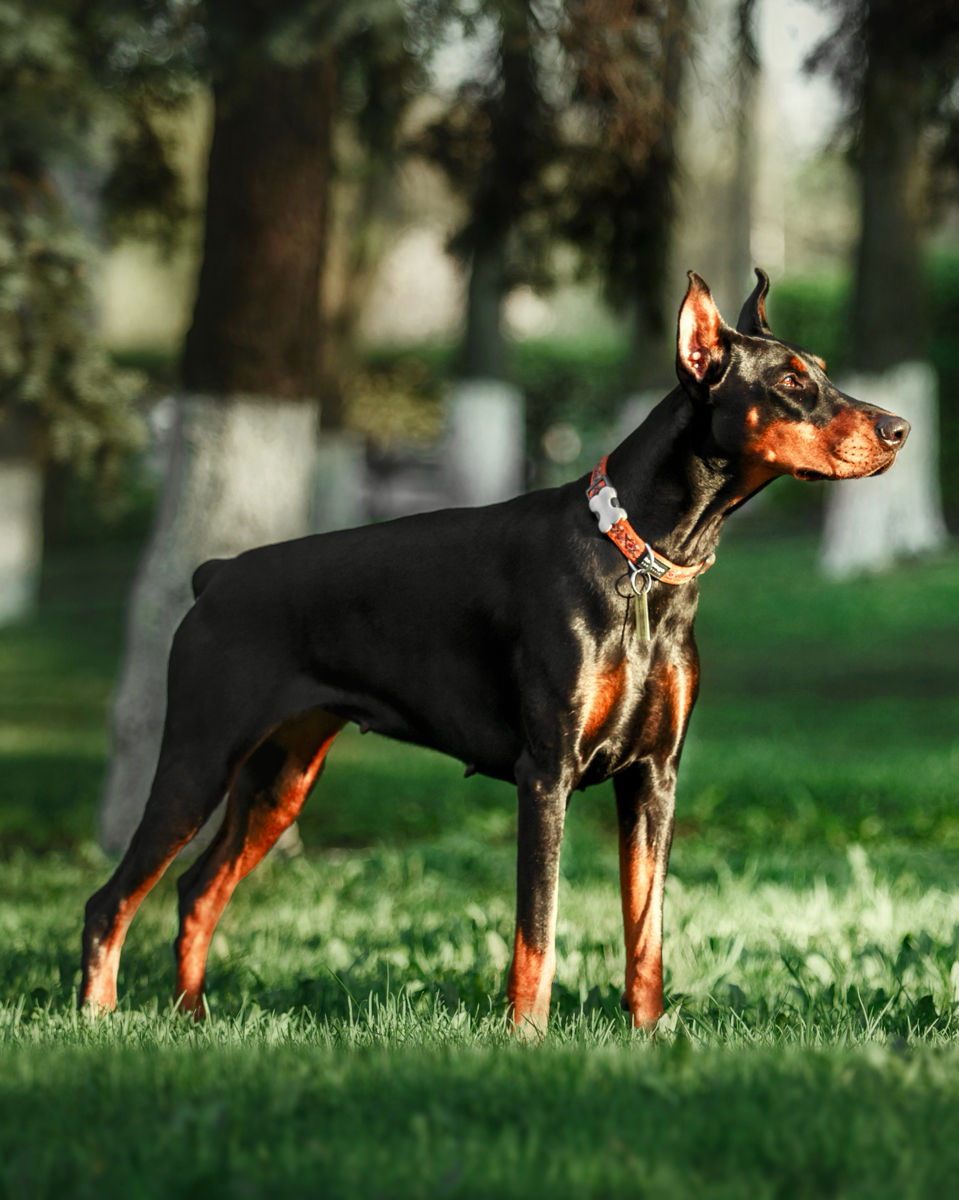 Doberman Pinscher