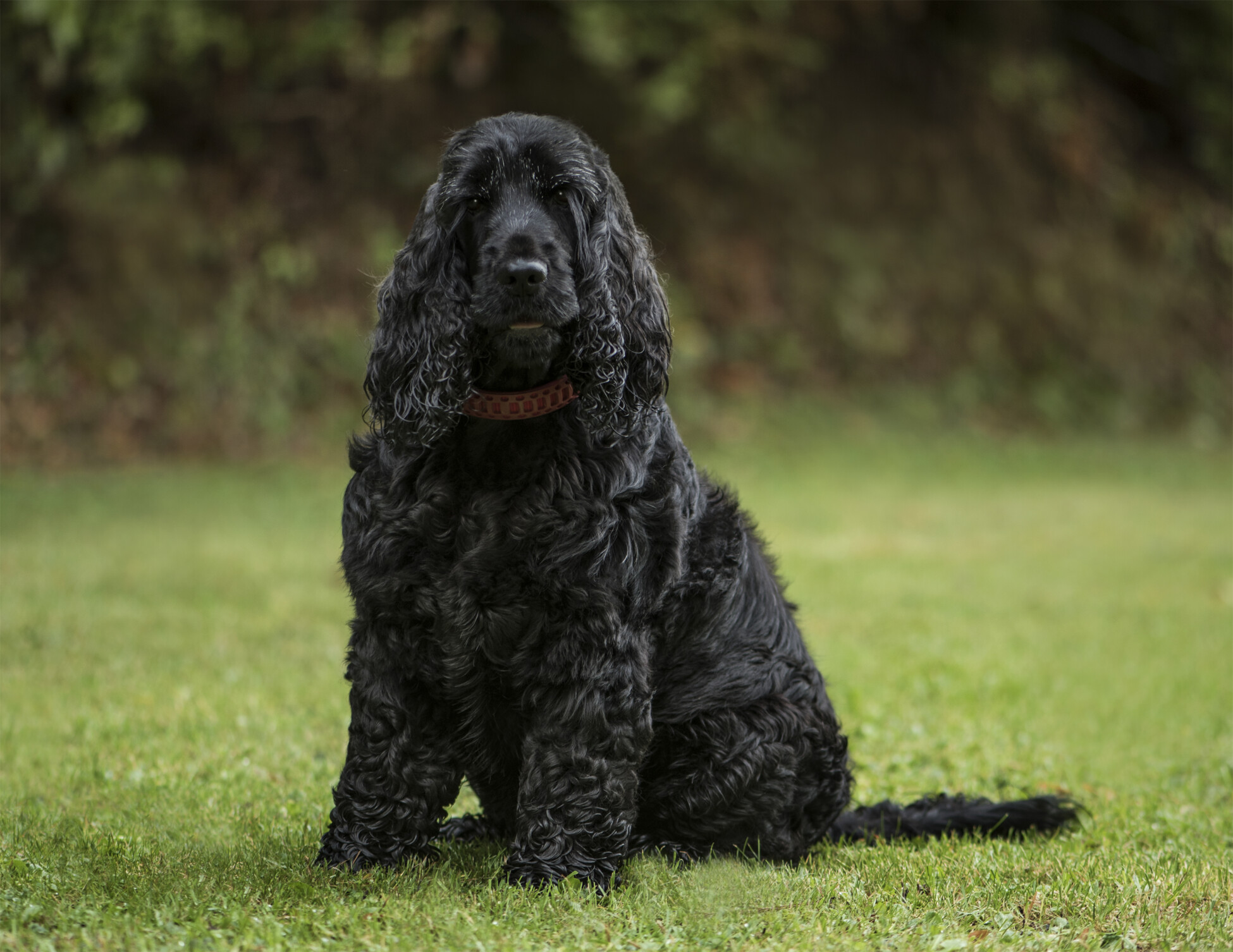 English Cocker Spaniel