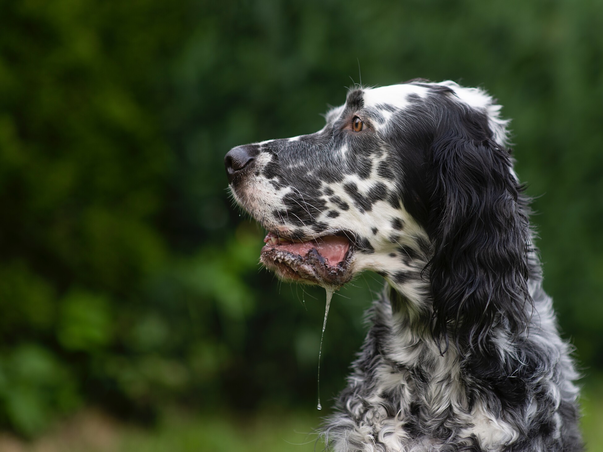 English Setter