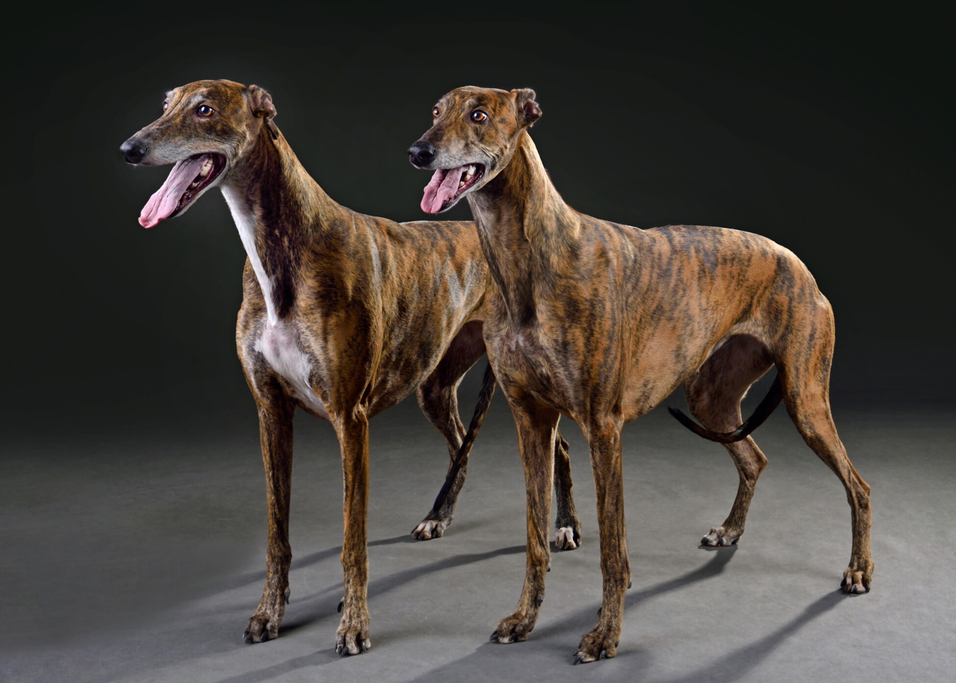 Greyhound