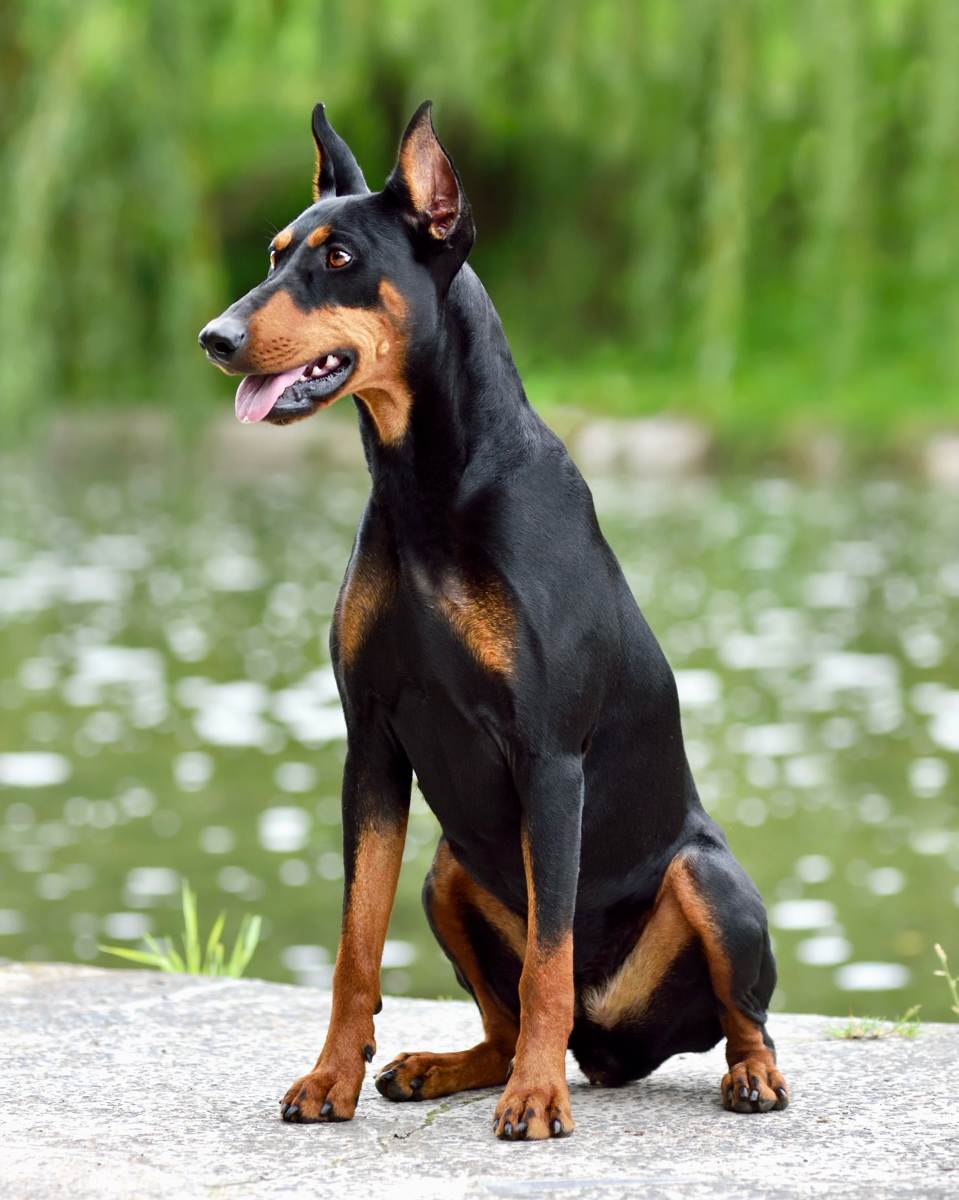 German Pinscher