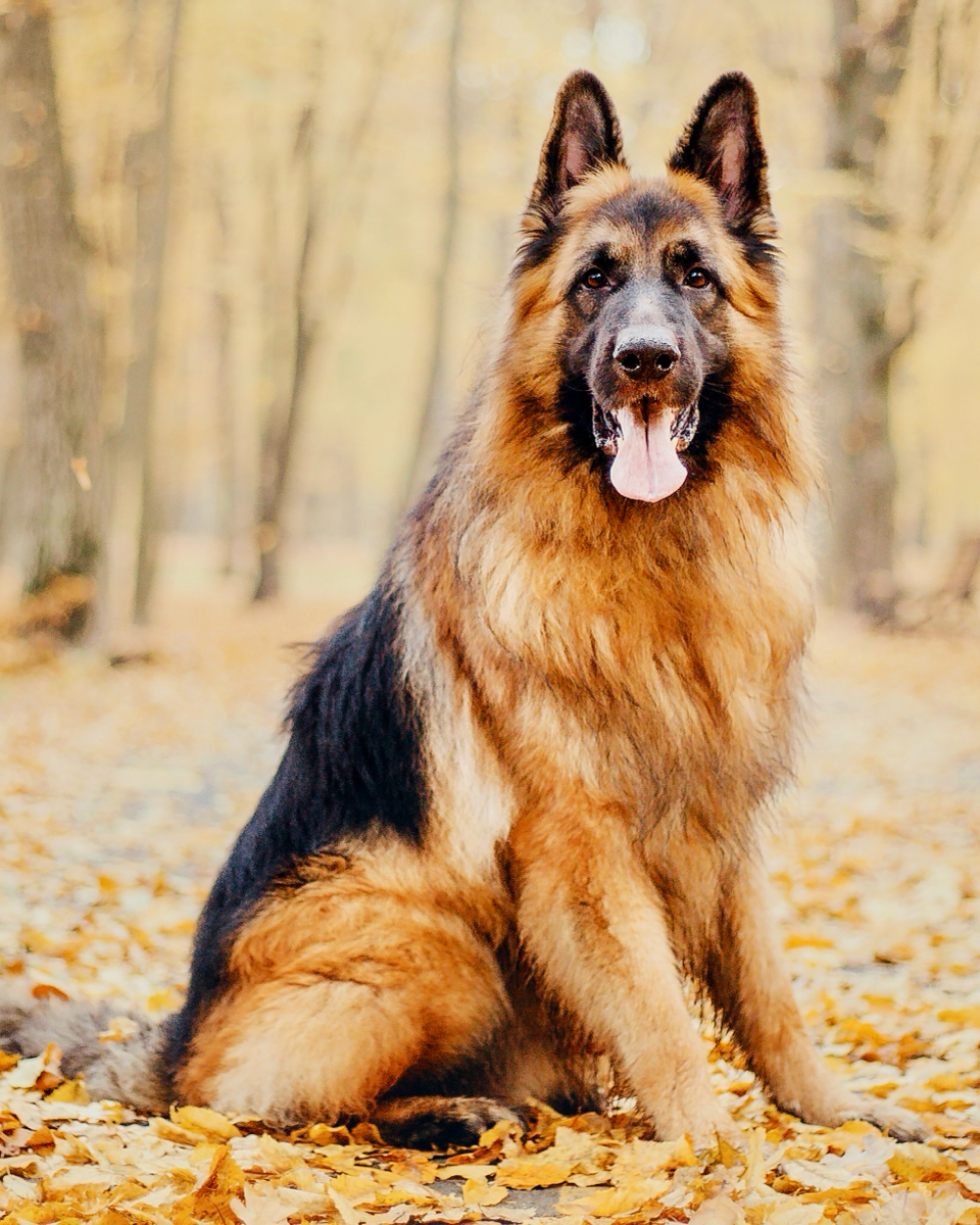 German Shepherd