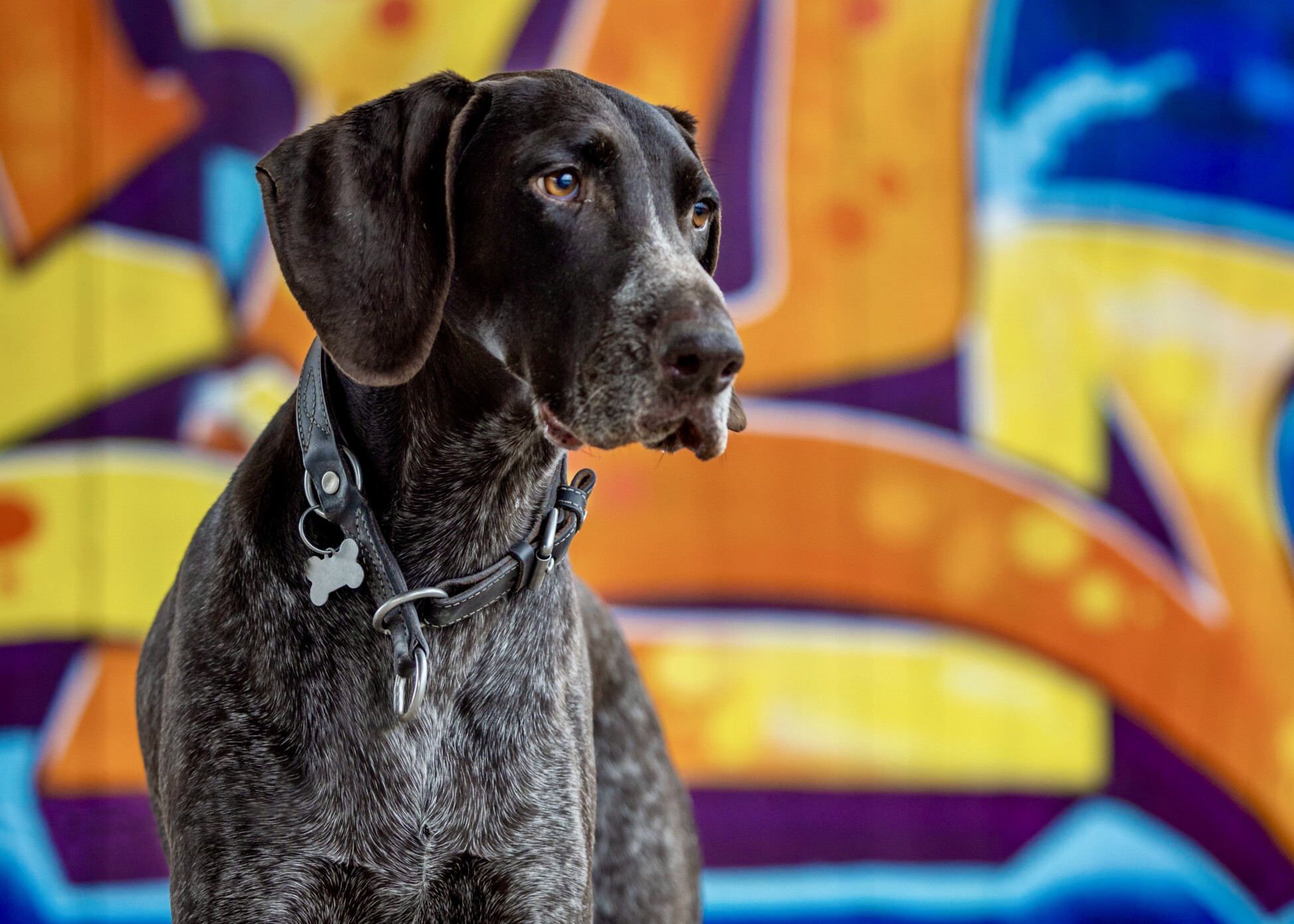 German Shorthaired Pointer