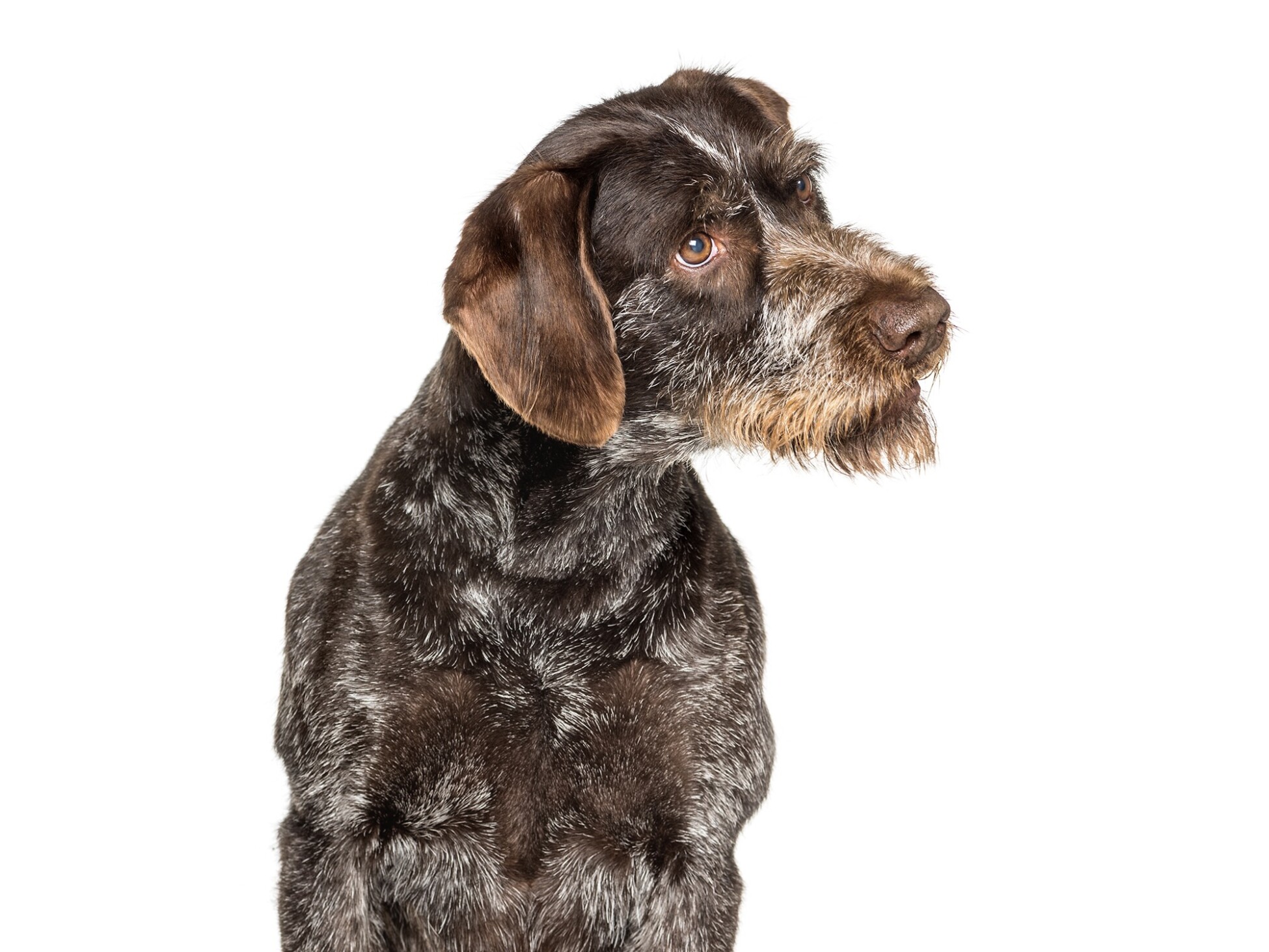 German Wirehaired Pointer