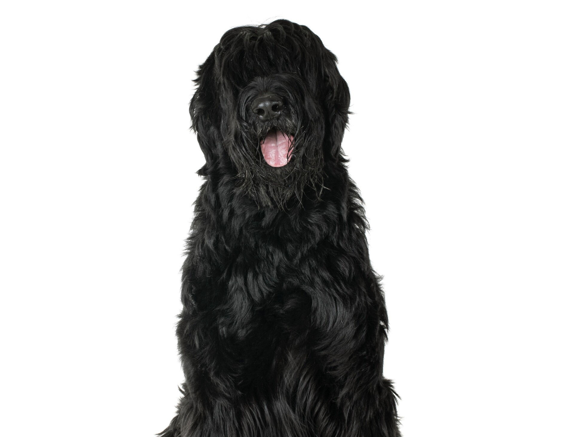 Giant Schnauzer