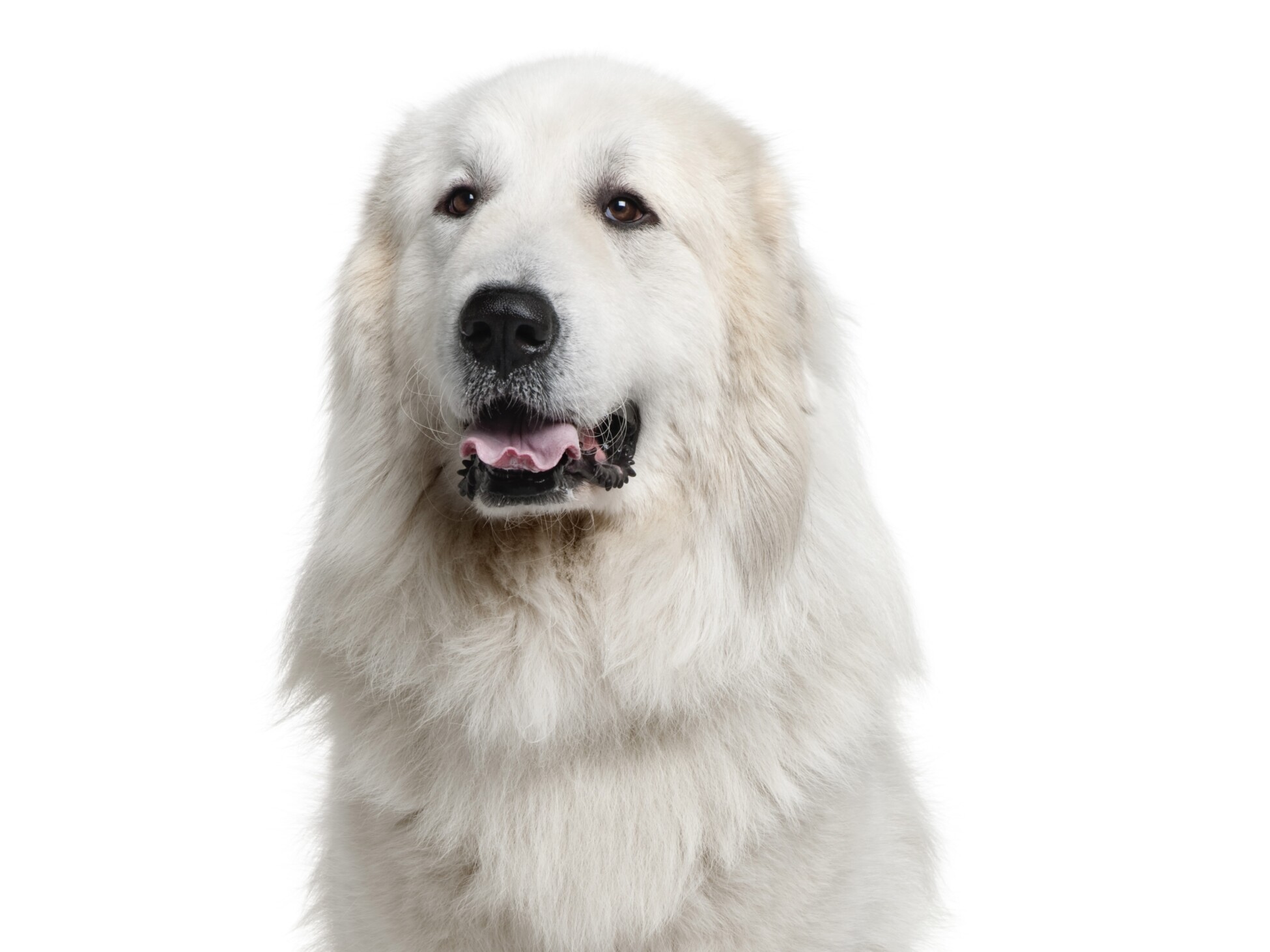 Great Pyrenees