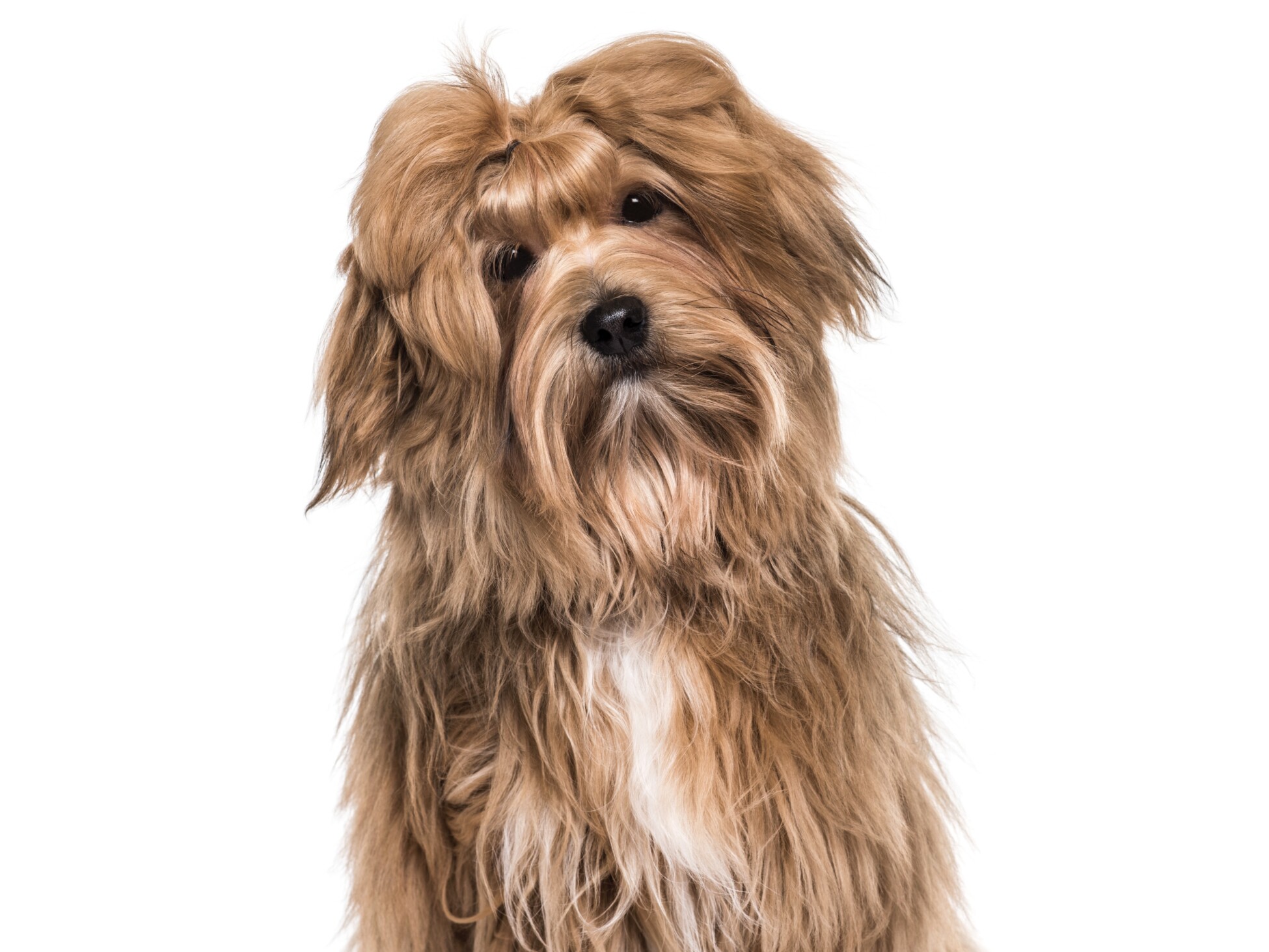 Havanese