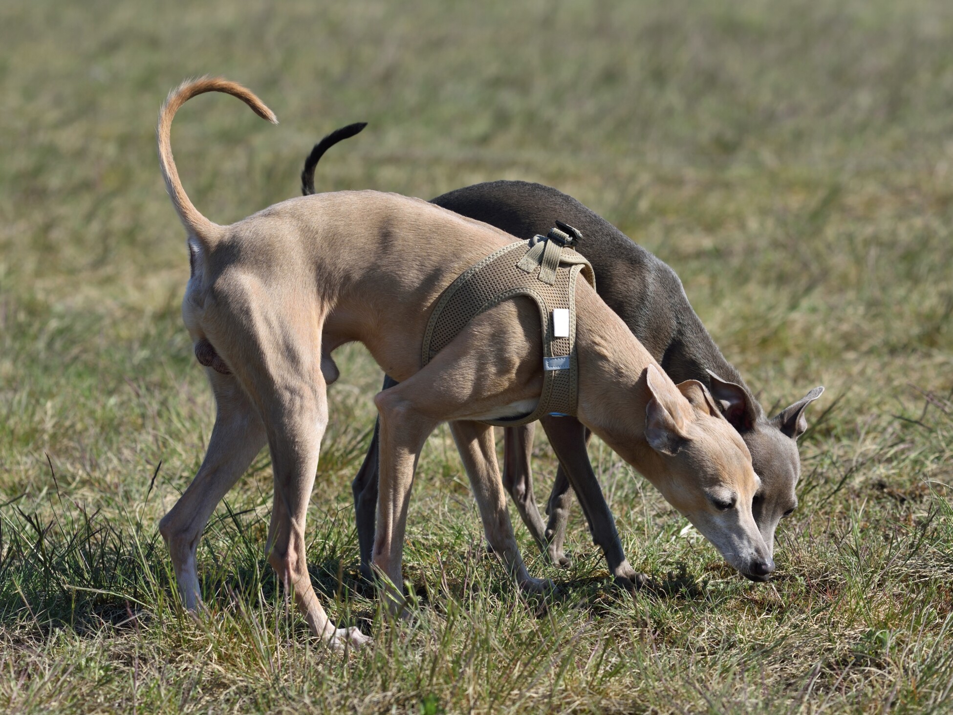Italian Greyhound