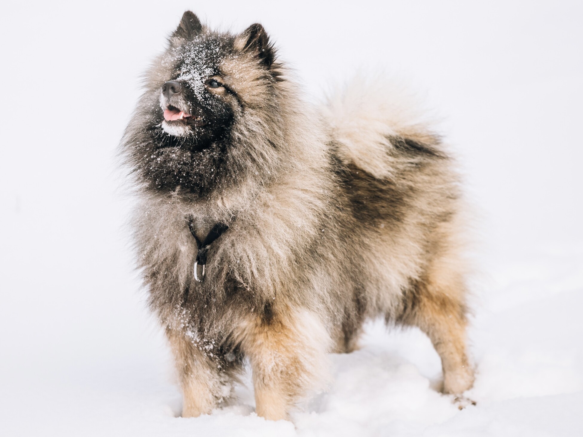 Keeshond