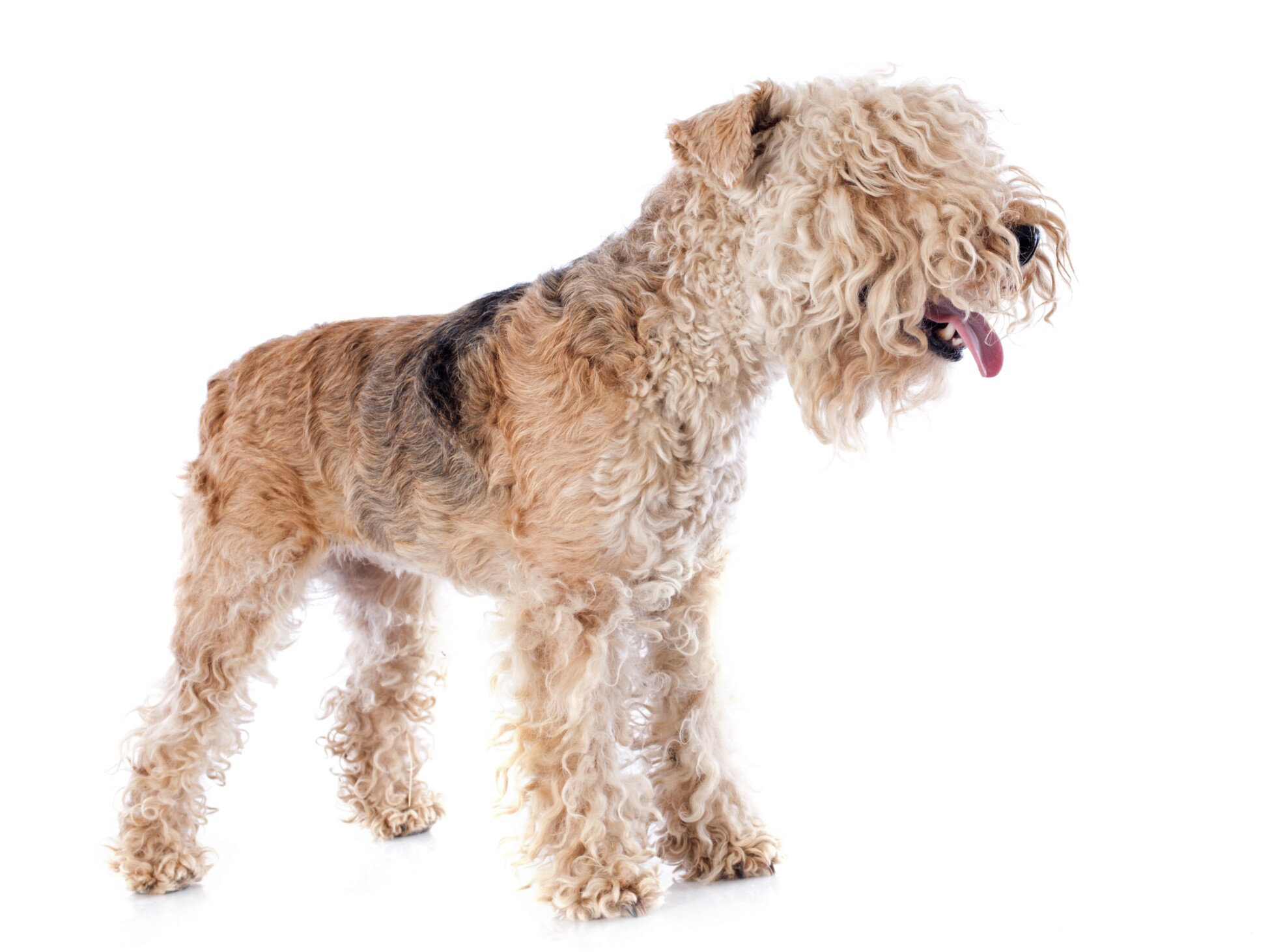 Lakeland Terrier