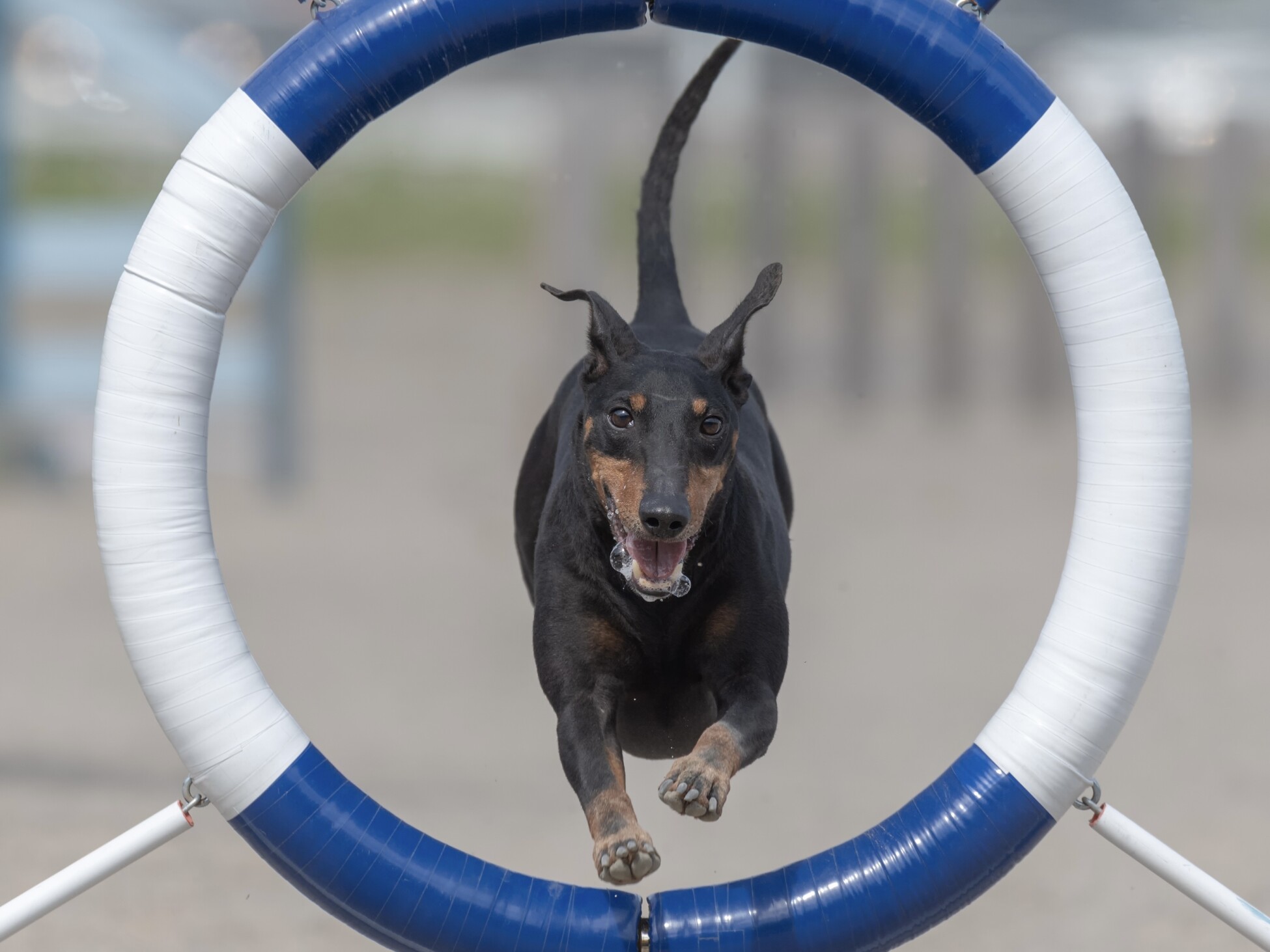 Manchester Terrier