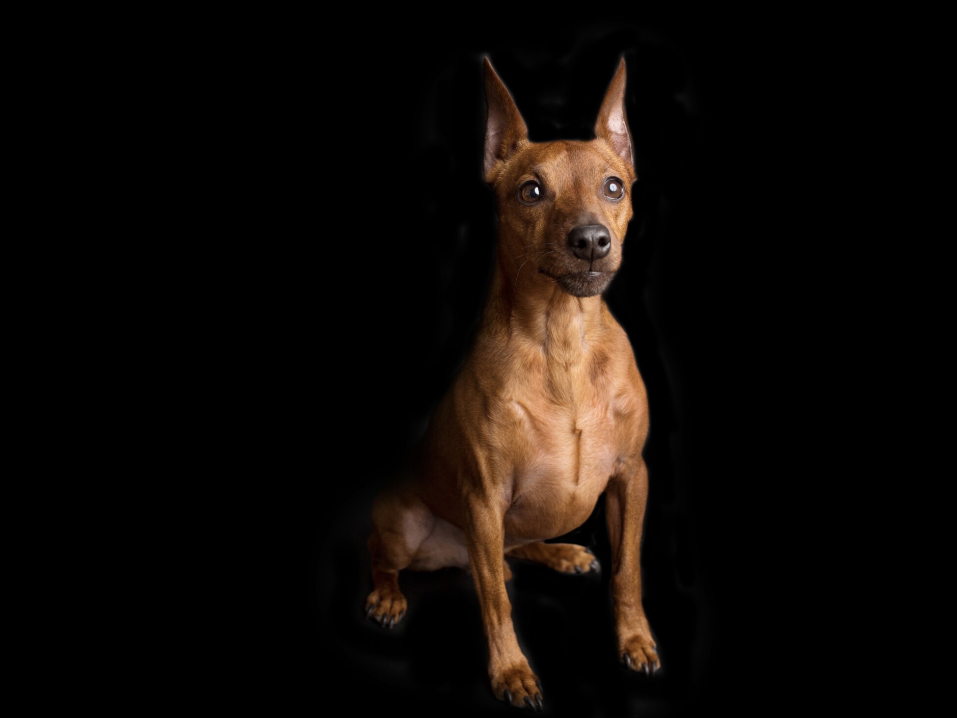 Miniature Pinscher