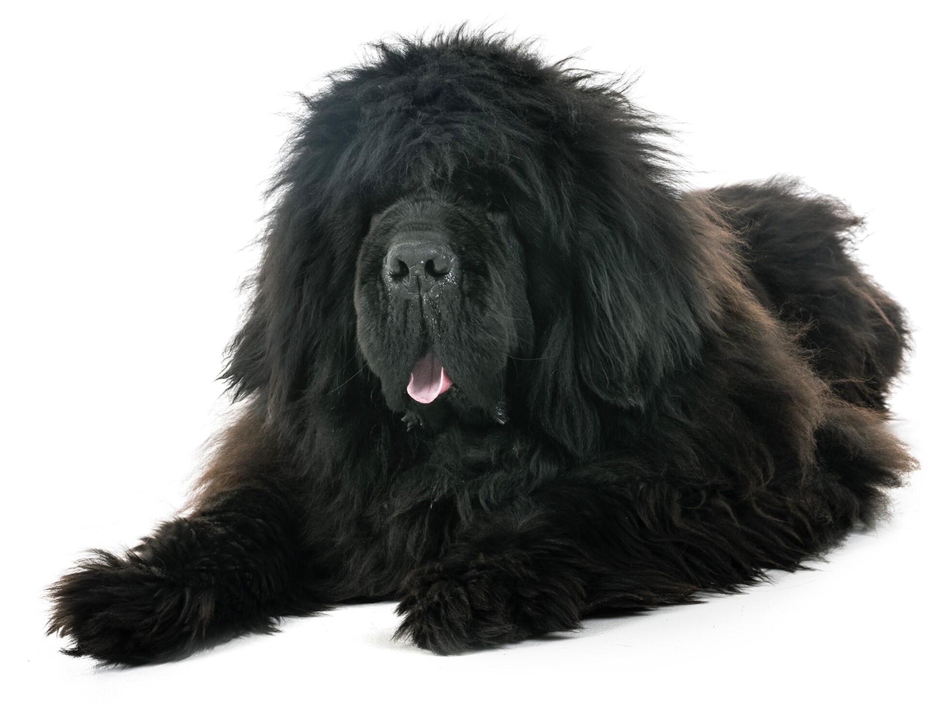 Newfoundland