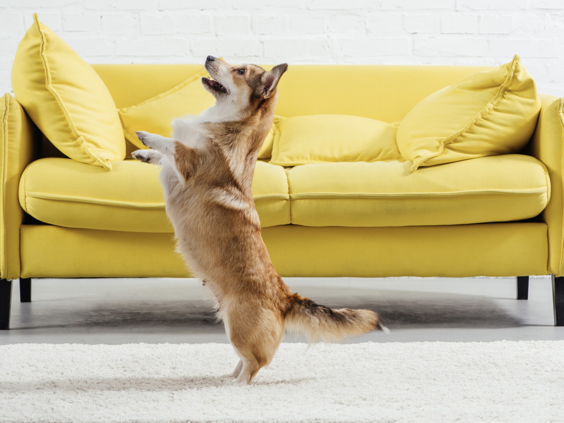 Pembroke Welsh Corgi