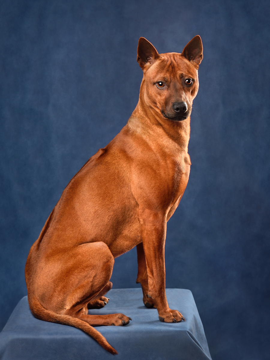 Rhodesian Ridgeback