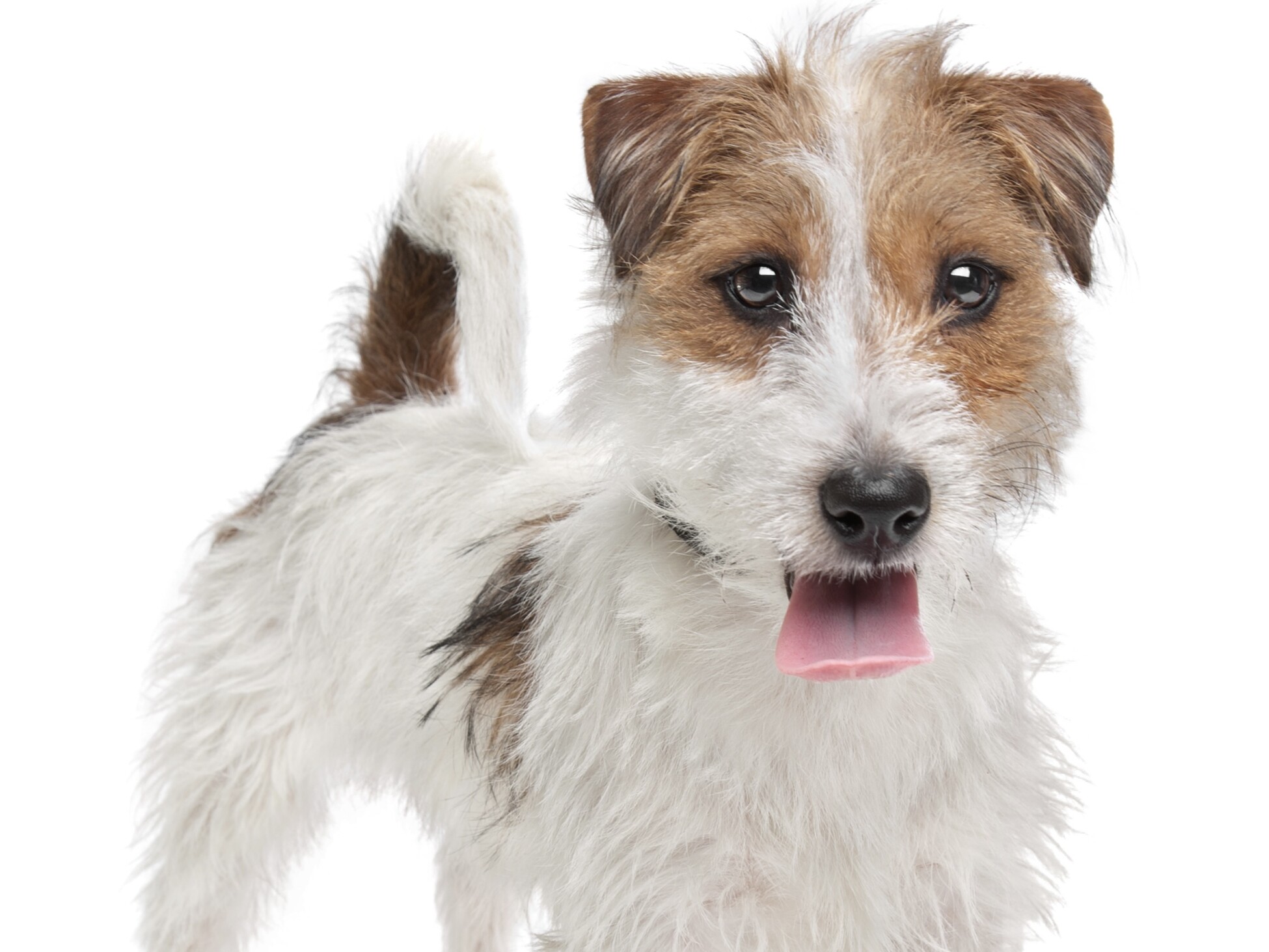 Russell Terrier