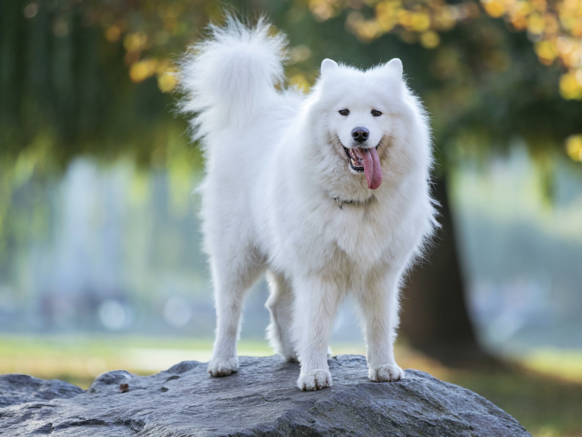 Samoyed