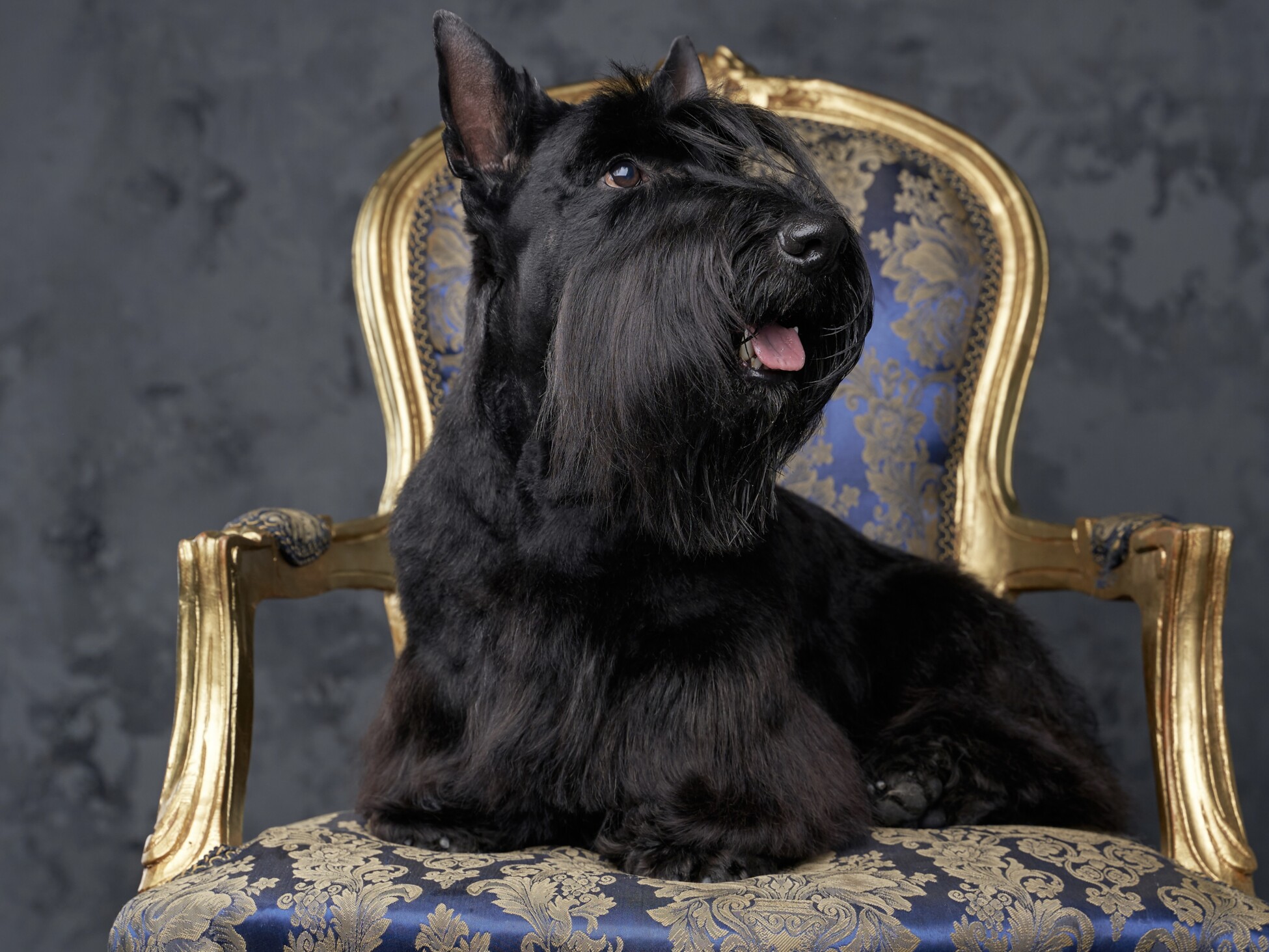 Scottish Terrier