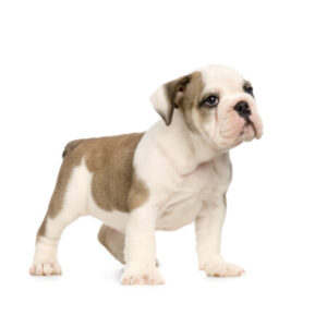 Group logo of Olde English Bulldogge