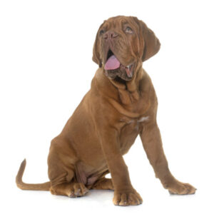 Group logo of Dogue de Bordeaux