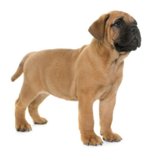 Group logo of Bull Mastiff