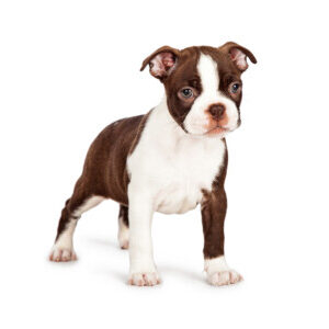 Group logo of Boston Terrier