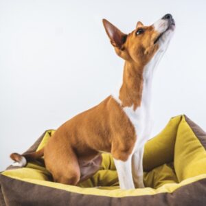 Group logo of Basenji